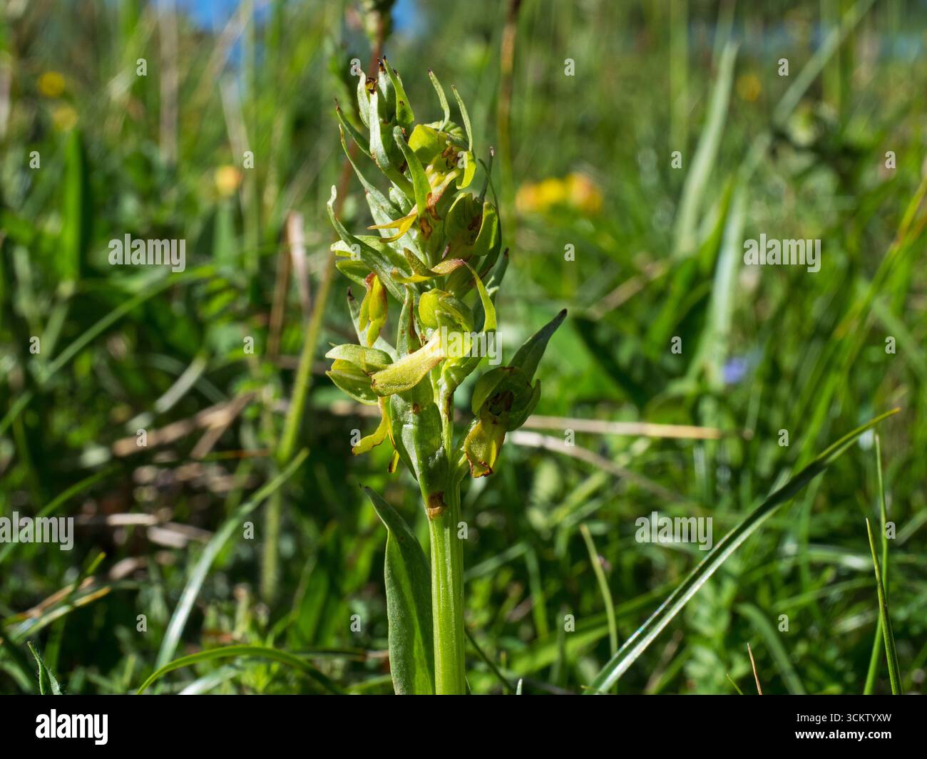 Orchidea di rana Coeloglossum viride vicino a Chichilianne, Parco Nazionale regionale del Vercors, Francia, giugno 2019 Foto Stock