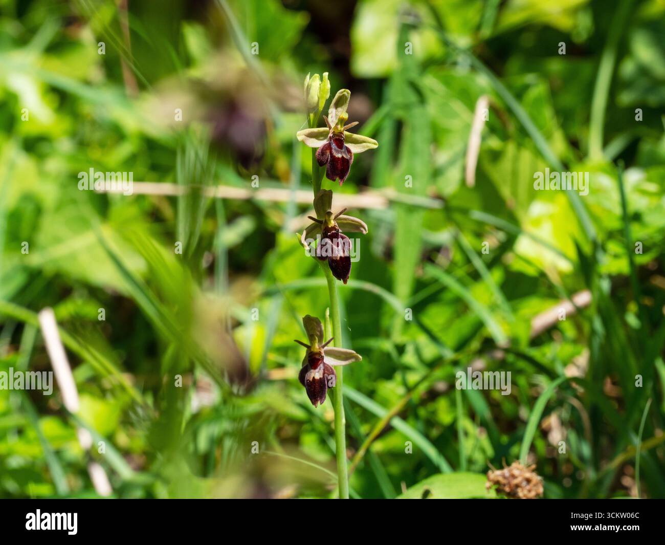 Ibrido tra orchidea Fly e orchidea Bee Ophrys apifera x Ophrys insectifera Somerset, Inghilterra, Regno Unito, maggio 2020 Foto Stock