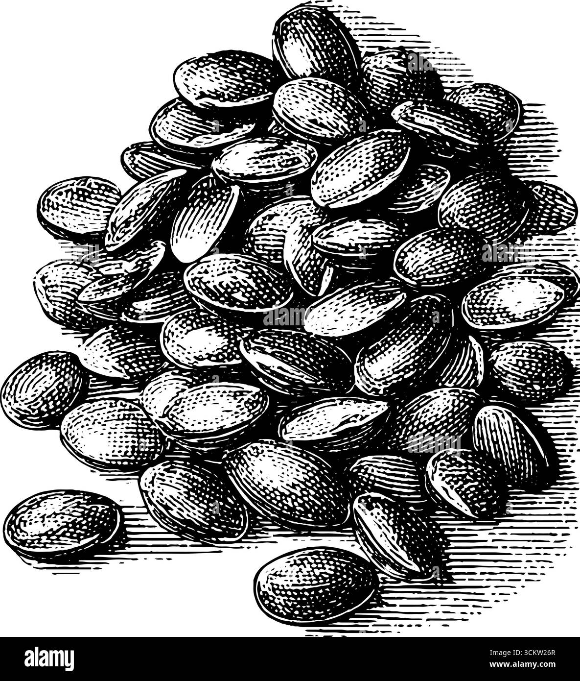 Lenticchie in stile vintage con incisione per un design e un arredamento rustici. Illustrazione Vettoriale