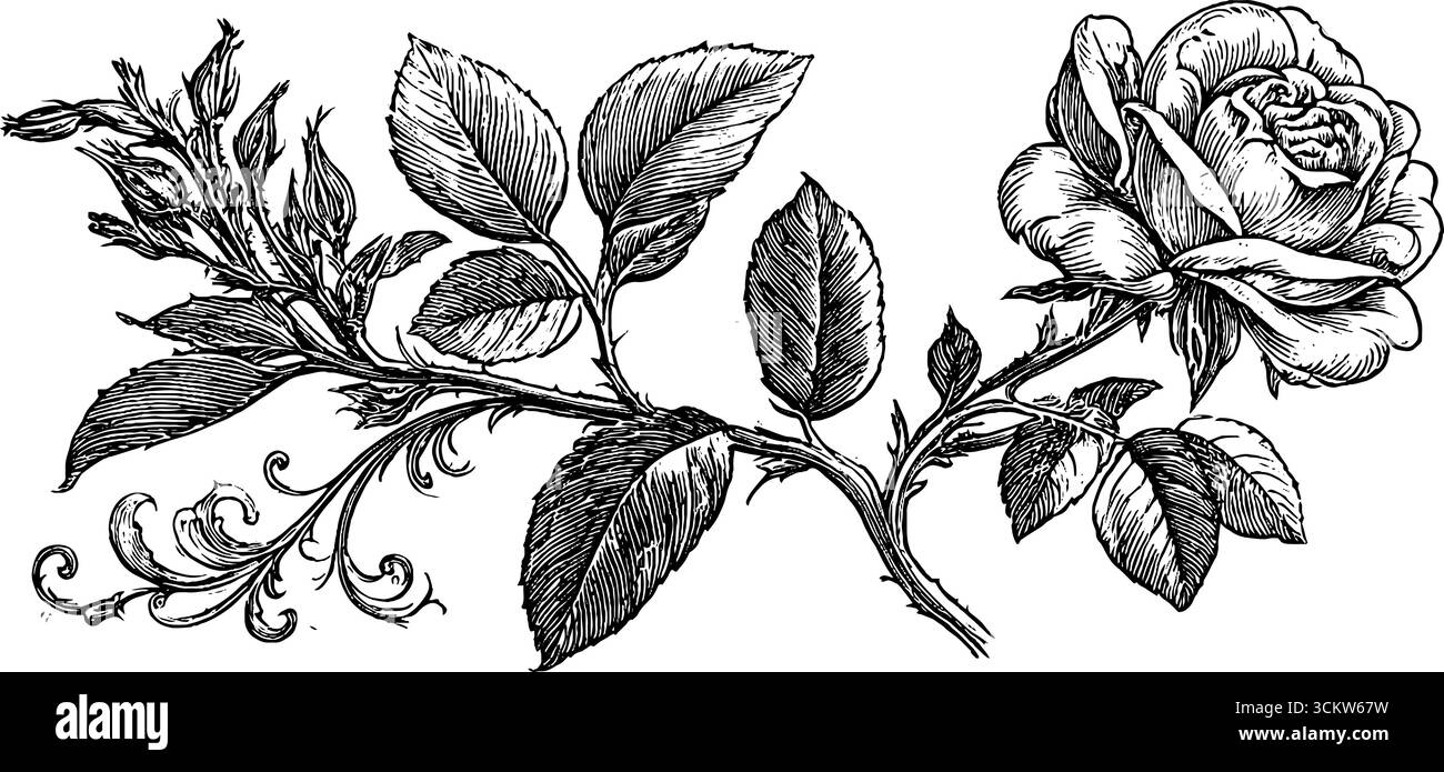 Design botanico fiorentino caratterizzato da intricate illustrazioni di rose e fogliame per uso decorativo. Illustrazione Vettoriale