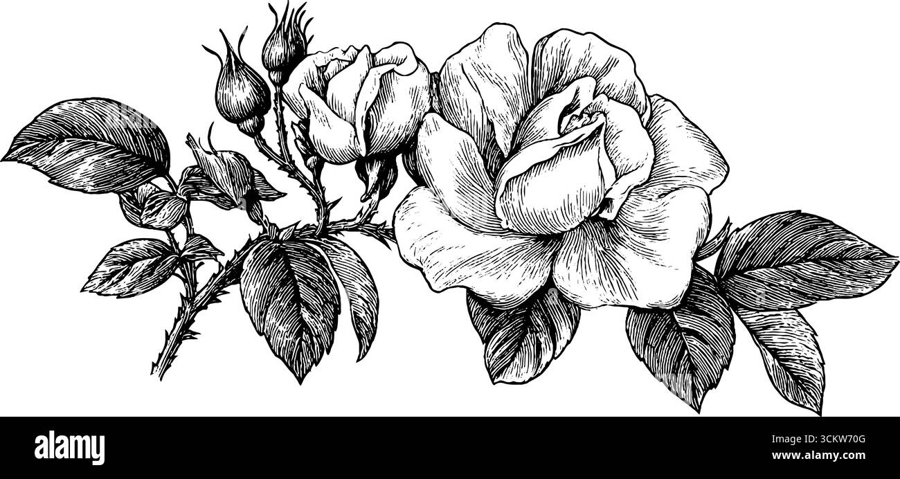 Elegante design floreale con cuciture bordo rosa e capesante per un elegante arredo tessile. Illustrazione Vettoriale