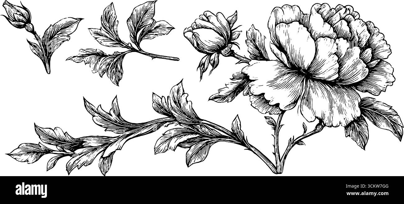 Elegante design floreale con bordo con frange e bordo capesante per tessuti e decorazioni. Illustrazione Vettoriale