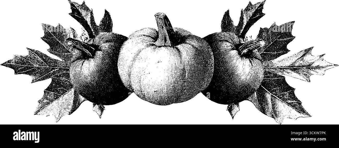 Incisione vintage di zucca autunnale e bordi in foglia per un arredamento di stagione. Illustrazione Vettoriale