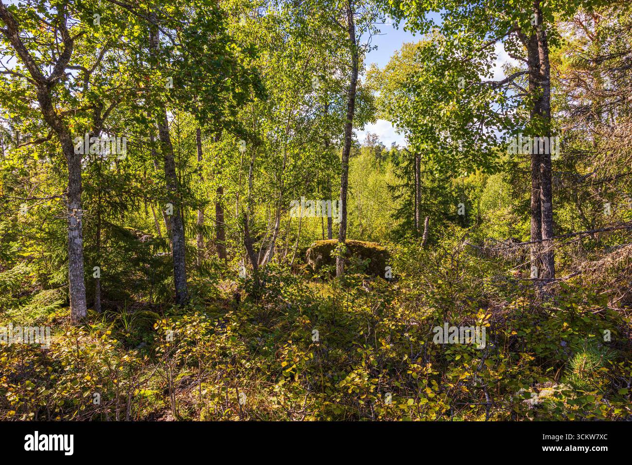 Vista sulla foresta con betulle e abeti rossi nella stagione autunnale con un fitto sottobosco e la luce del sole che splende. Svezia. Foto Stock