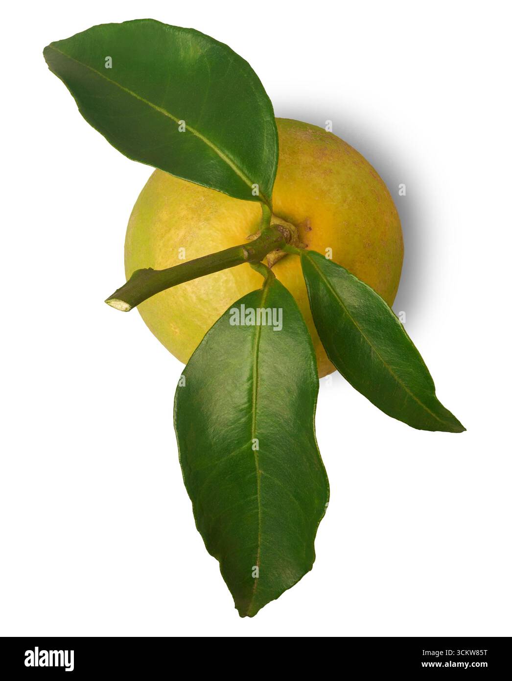 lime giallo-verde con foglie attaccate al gambo sfondo bianco isolato, ampiamente utilizzato in bevande e piatti culinari, essenziale per un sapore vivace Foto Stock