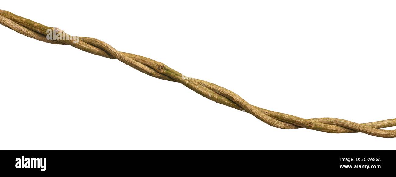 parte di vite legnosa ritorto o liana a spirale, colore marrone, con consistenza ruvida, sfondo bianco isolato Foto Stock