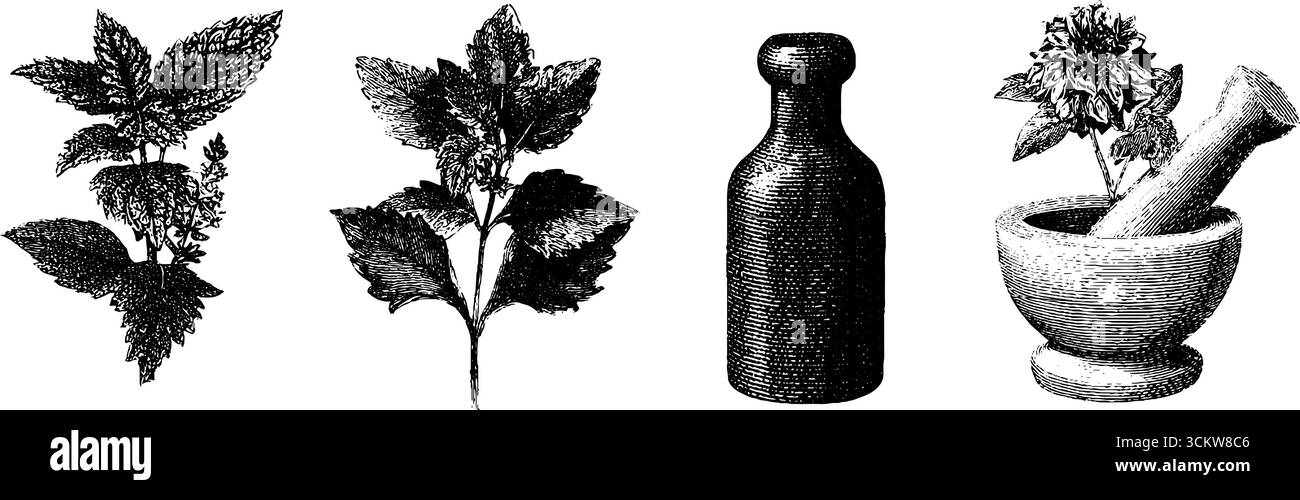 Foglia di erbe e bottiglia con mortaio e pestello per rimedi naturali e benessere. Illustrazione Vettoriale