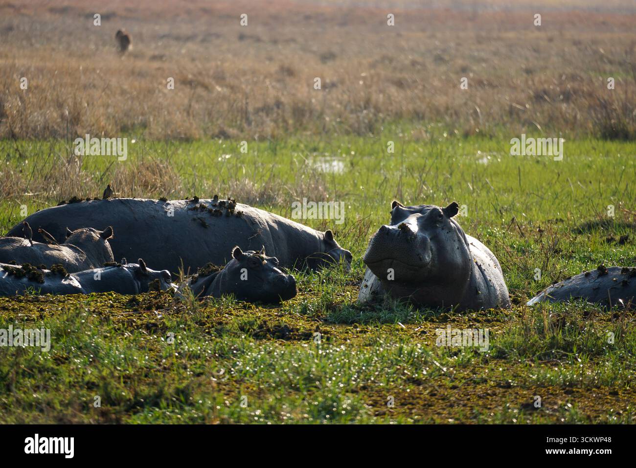 Un gruppo di ippopotami che riposano nel Delta dell'Okavango, in Botswana Foto Stock