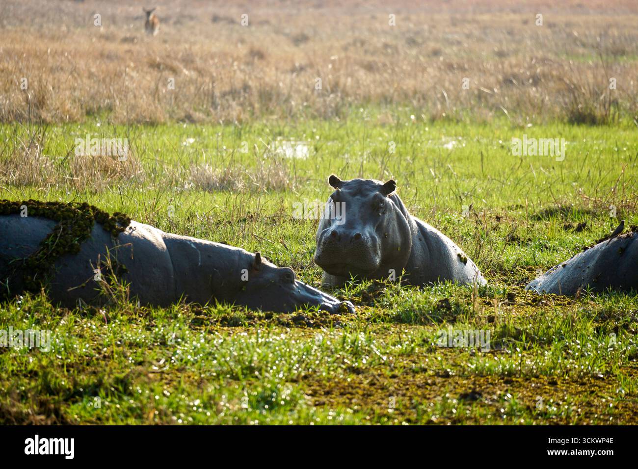 Un gruppo di ippopotami che riposano nel Delta dell'Okavango, in Botswana Foto Stock