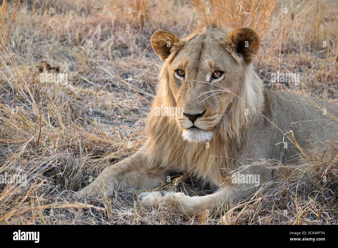 Giovane leone africano che riposa nell'erba secca, Botswana Foto Stock