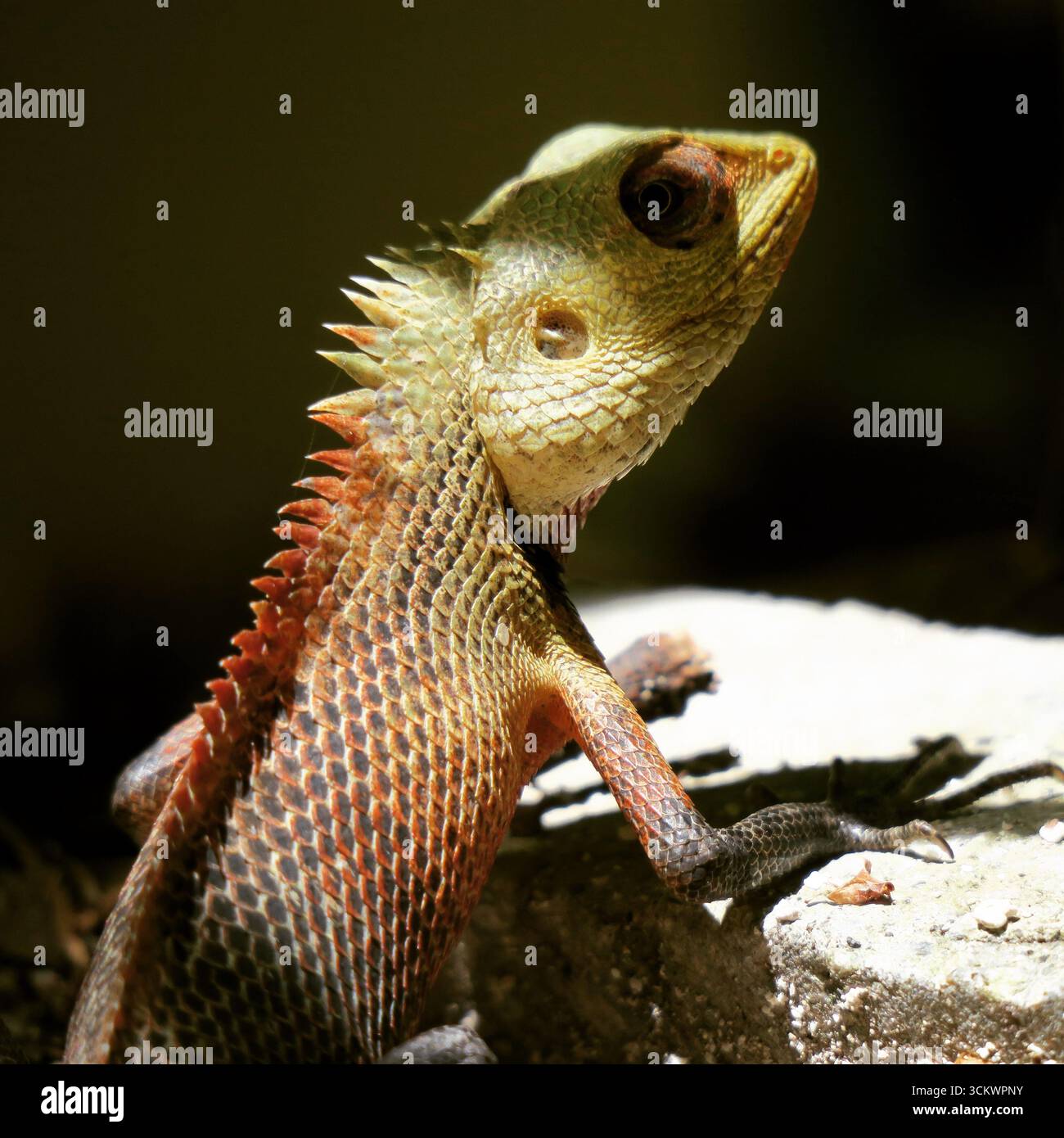 Una lucertola che ama un bagno di sole appoggiato a terra Foto Stock