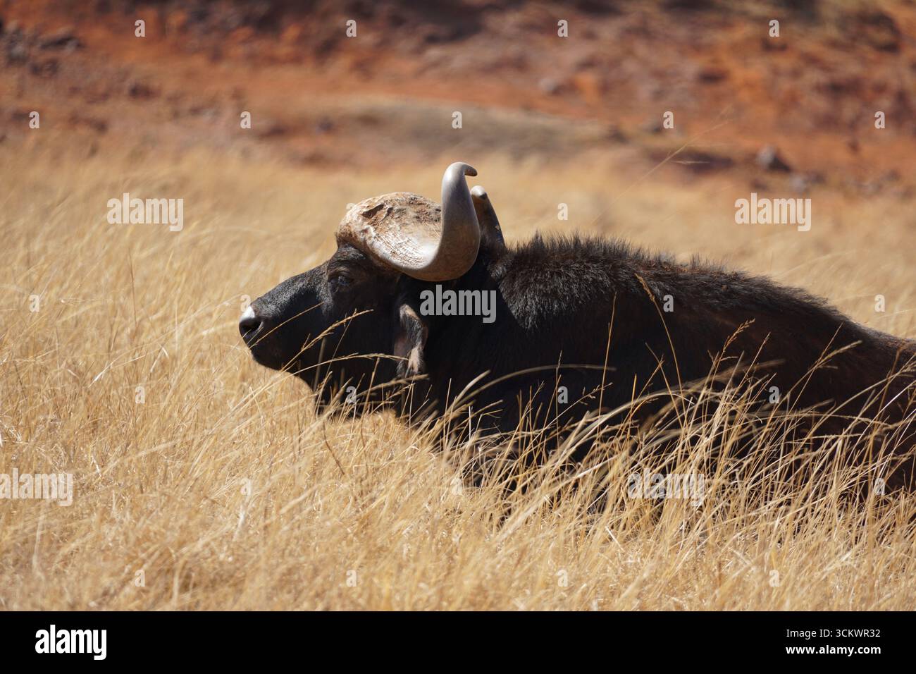 Profilo di un bufalo nell'erba alta e secca, Sud Africa Foto Stock Profilo di un bufalo nell'erba alta e secca, Sud Africa Foto Stock
