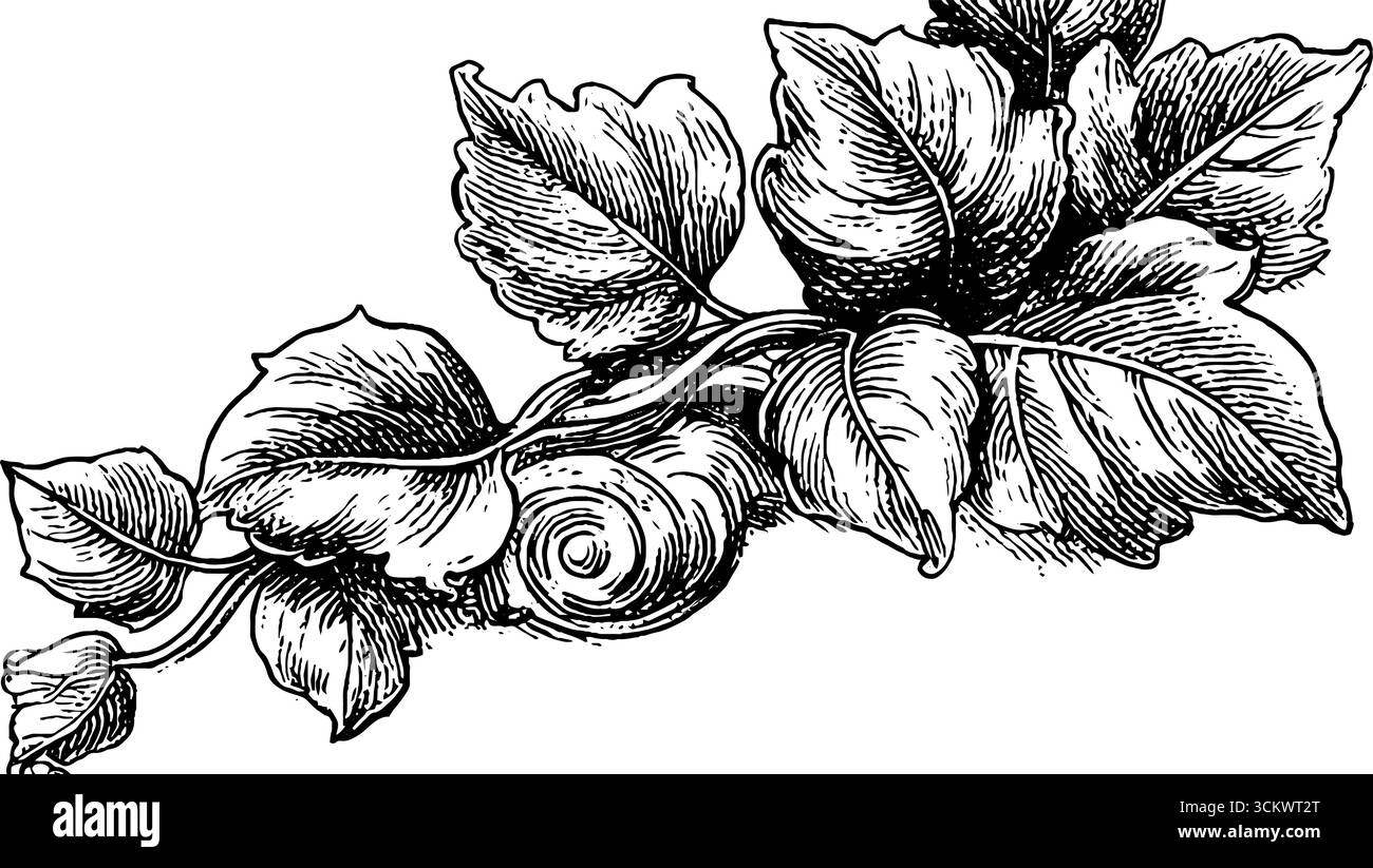 Design Art Deco e gotico ivy per decorazioni e progetti di stampa. Illustrazione Vettoriale