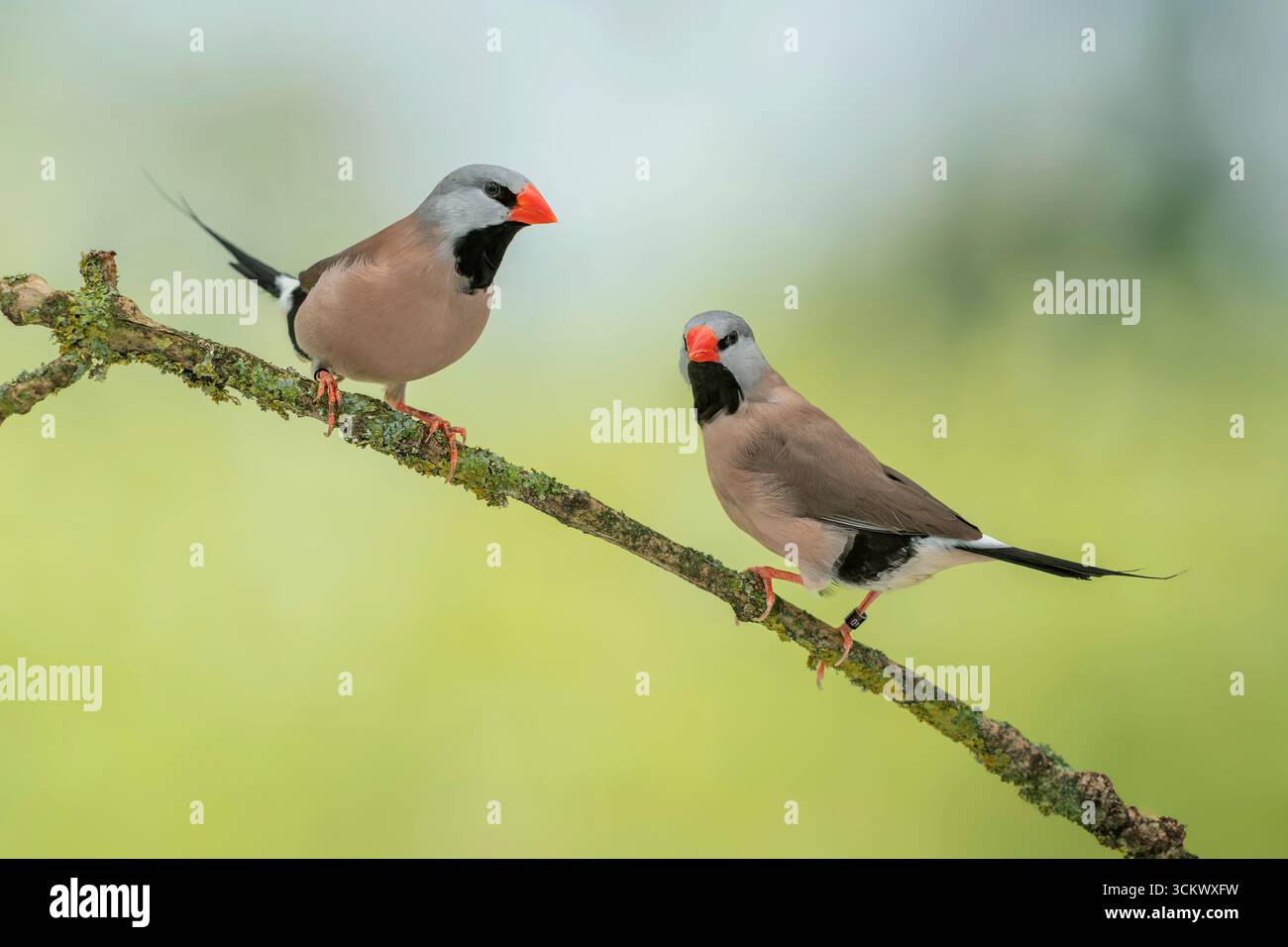 Finch a coda lunga, Poephila acuticauda - Finch a coda lunga Foto Stock