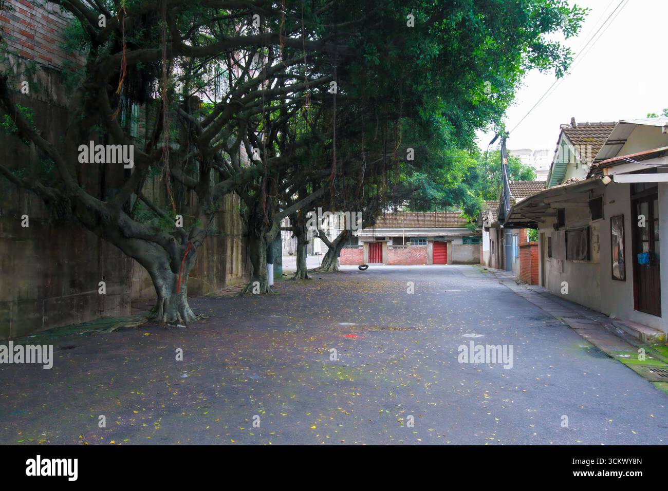 Un vicolo tranquillo nel Parco culturale del Villaggio militare Kindred di Xian Guang, Taiwan, ombreggiato da grandi alberi di banyan con radici aeree appese. Le vecchie case sono in fila Foto Stock