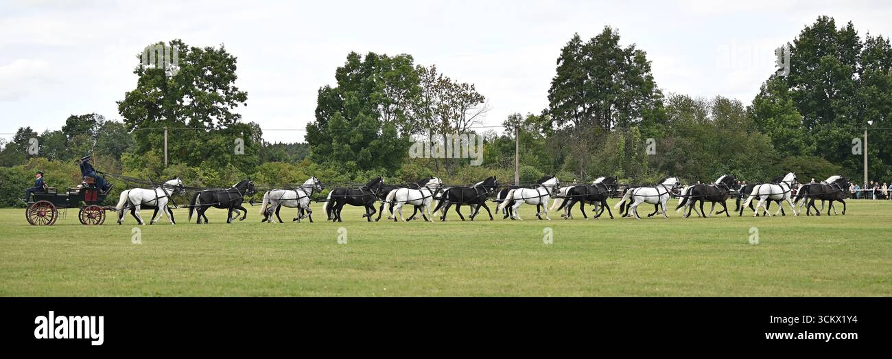 Il pilota Jiri Nesvacil Jr. Ha stabilito un nuovo record ceco quando oggi ha dimostrato di guidare una squadra a 24 cavalli il 13 settembre 2025 al National Stud Kladruby nad Labem, Repubblica Ceca. La precedente migliore prestazione in termini di numero di cavalli imbrigliati era 22. Nesvacil e la sua squadra di assistenti utilizzavano 12 paia di cavalli Kladruber, ciascuna composta da un cavallo bianco e un cavallo nero, in modo che la squadra risultante assomigliasse a una scacchiera. Anche il peso e la lunghezza delle redini erano record, pesando 52,3 chilogrammi e misurando un totale di 300 metri. L'intera squadra era a 35 metri lo Foto Stock