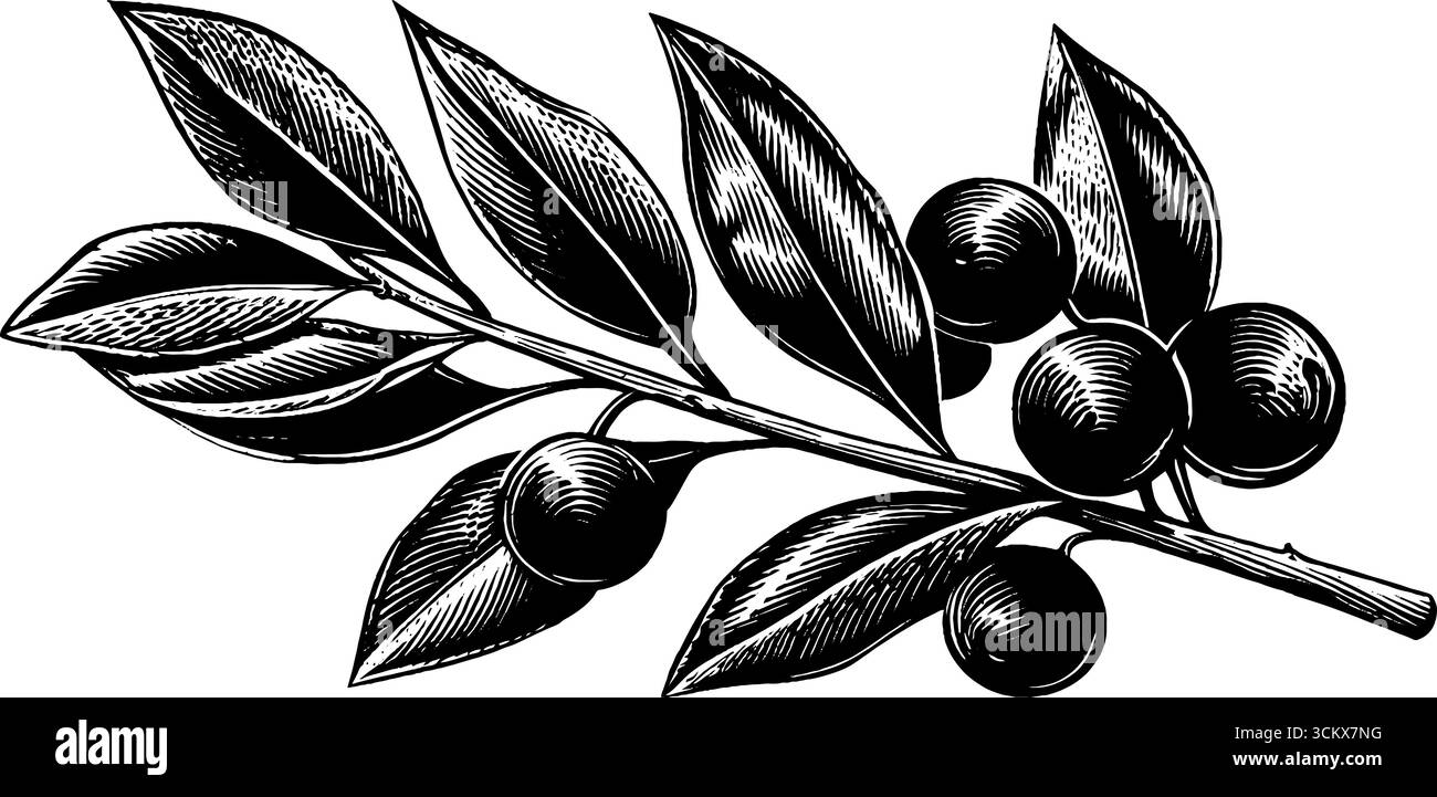 Ramo in foglia di alloro bianco e nero con bordi testurizzati per un design e un arredamento botanici. Illustrazione Vettoriale