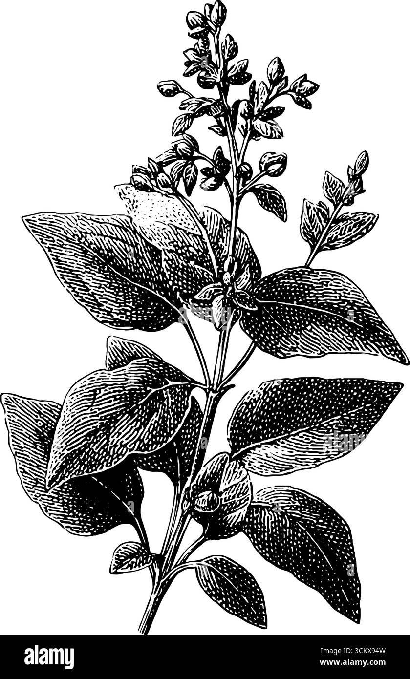 Incisione botanica vintage di piante di erbario selvatico in stile classico. Illustrazione Vettoriale