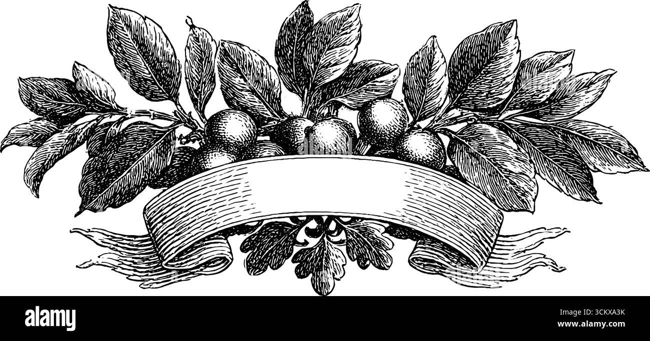 Eleganti elementi di stile greco revival e vittoriano per progetti di design vintage. Illustrazione Vettoriale