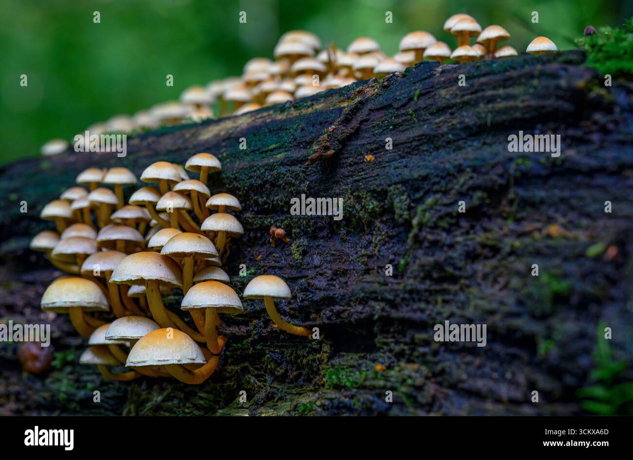 Grande stand di ciuffo di zolfo (Hypholoma fasciculare) da Hidra, Norvegia sud-occidentale a settembre. Foto Stock