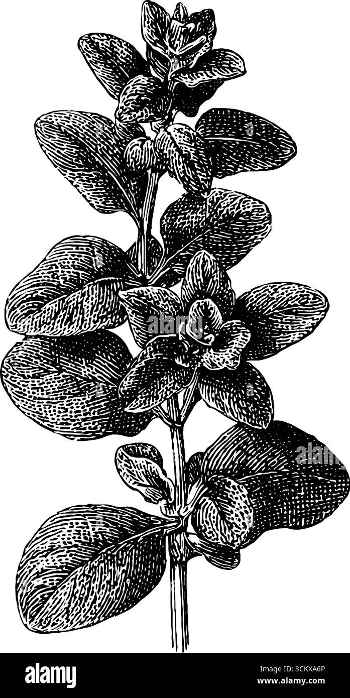 Cornice all'erbario selvatico in stile vintage per l'arte e il design botanici. Illustrazione Vettoriale