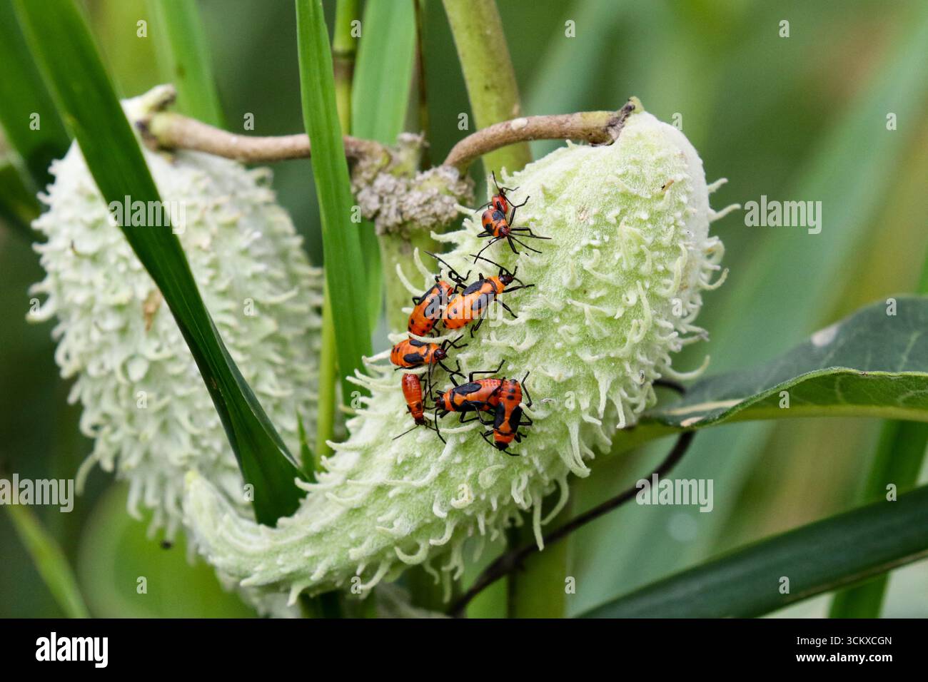 Grandi insetti di Milkweed al North Park Village Nature Center, Chicago Foto Stock