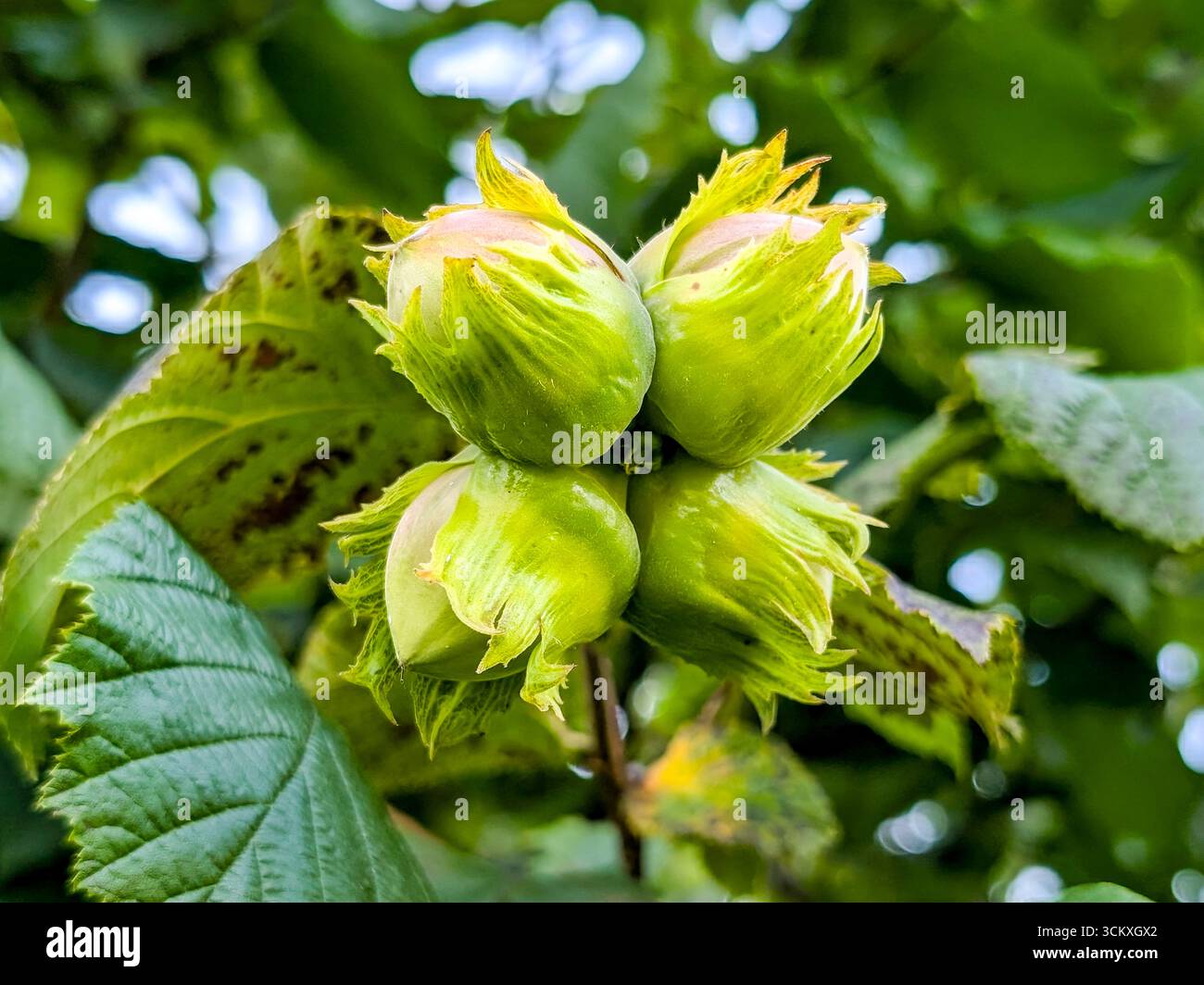 Hazel comune (Corylus Avellana). Ramo nocciola del nocciolo comune con dadi di maturazione Foto Stock