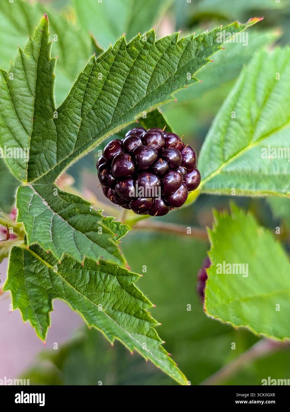 Primo piano del Black Fruit of A Wild BlackBerry Bush (Rubus Fruticosus) Foto Stock