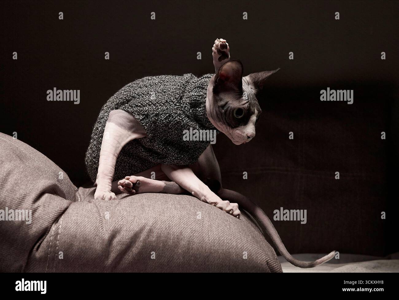 Un gatto canadese Sphynx che indossa un maglione a maglia poggia con cura sul bordo di un divano. La sua posizione elegante e le linee eleganti della carrozzeria valorizzano le razze Foto Stock Un gatto canadese Sphynx che indossa un maglione a maglia poggia con cura sul bordo di un divano. La sua posizione elegante e le linee eleganti della carrozzeria valorizzano le razze Foto Stock