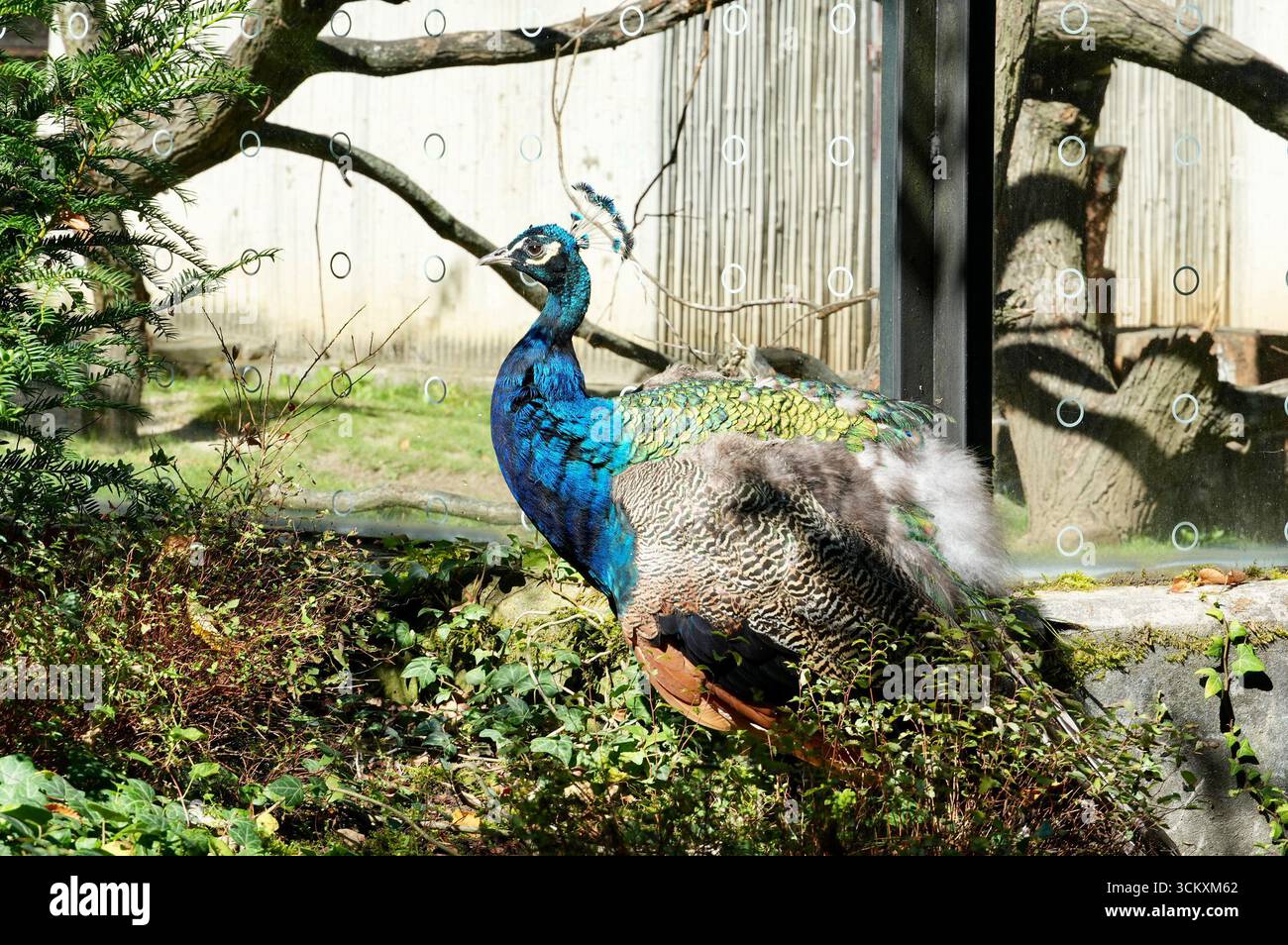 Peacock in uno zoo. Bellissimo pavone nello zoo. Foto Stock