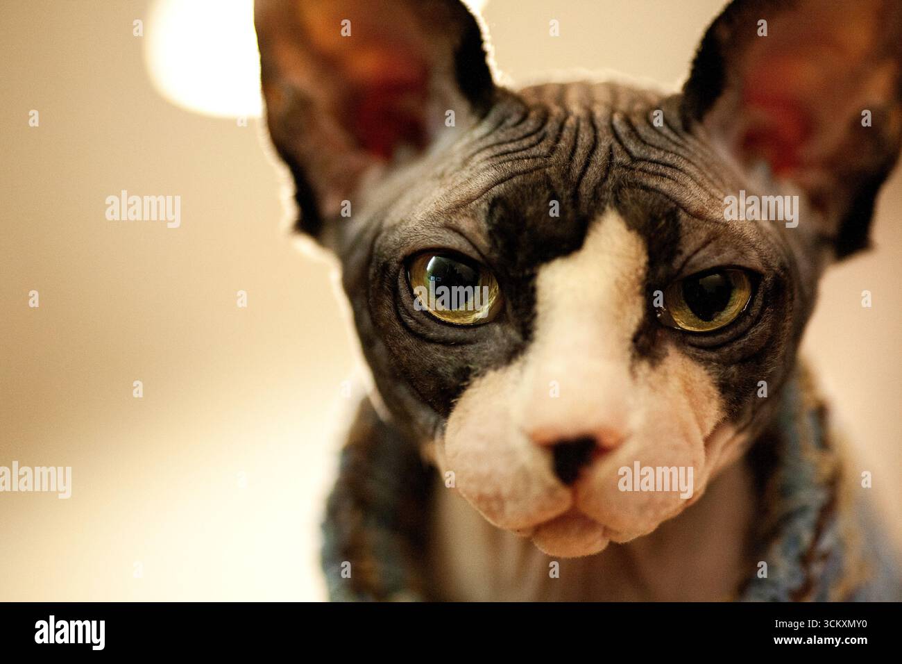 Un ritratto ravvicinato di un gatto canadese Sphynx mostra il suo volto espressivo e gli impressionanti occhi verdi. L'ambiente interno mette in risalto la razza Foto Stock