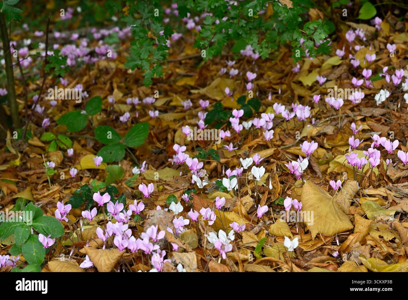 Fiori autunnali rosa e bianco di edera lievitata ciclamino hederifolium che cresce in lettiera giardino inglese settembre Foto Stock