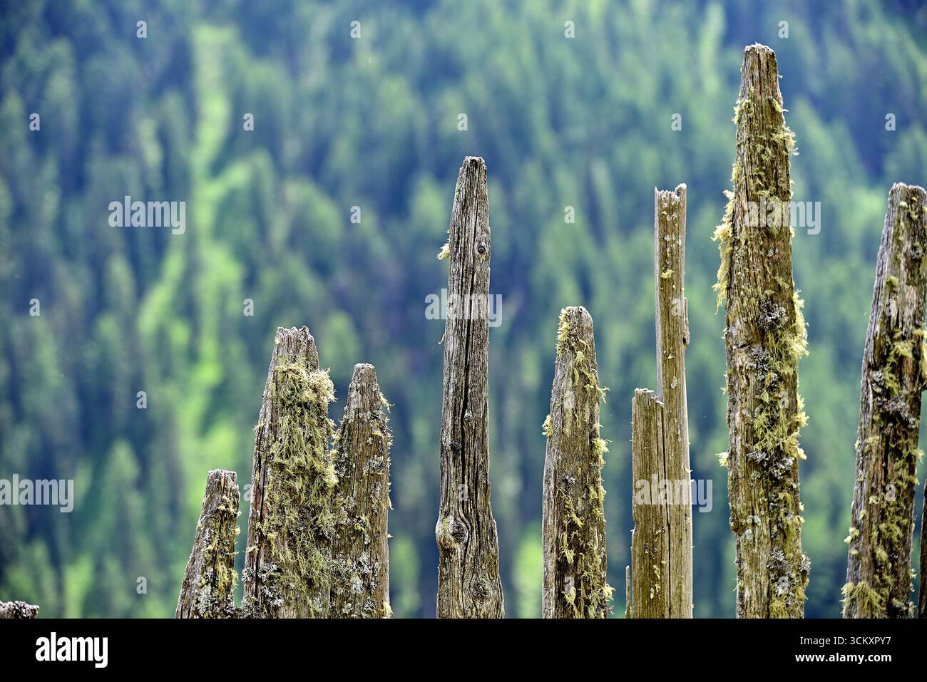 Primo piano di vecchi pali di recinzione in legno ricoperti di licheni, su uno sfondo verde sfocato della foresta. Foto Stock