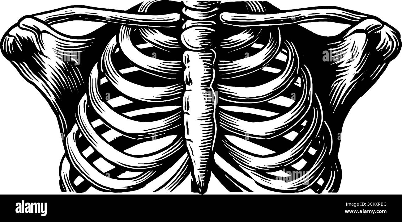 Intricate strutture in gabbia toracica e colonna vertebrale in bianco e nero per studi medici e progetti di anatomia. Illustrazione Vettoriale