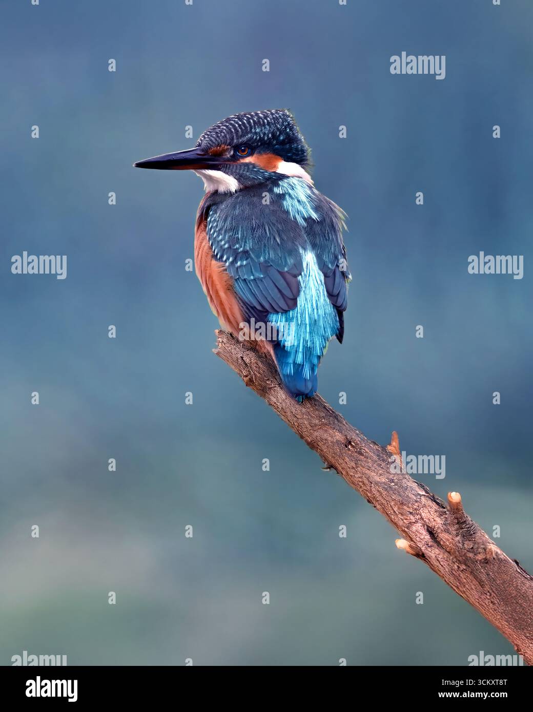 Kingfisher Foto Stock