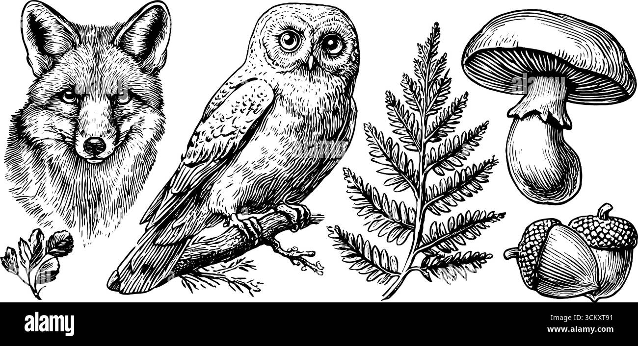 Flora e fauna selvatiche del bosco ed elementi naturali: volpe, gufo, felce e funghi. Illustrazione Vettoriale