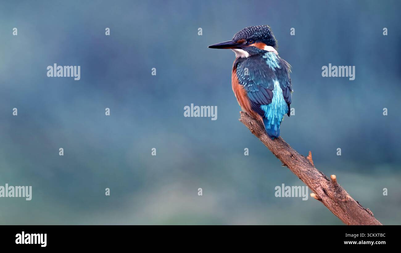Kingfisher Foto Stock