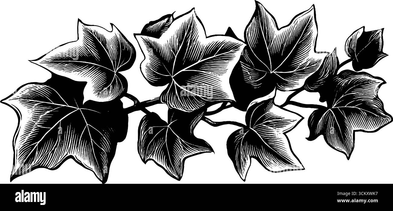 Elegante gambo in edera bianco e nero con foglie spalmabili per un design e un arredo unici. Illustrazione Vettoriale