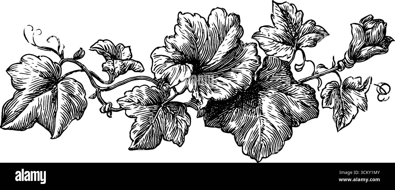 Elegante design ricamato a rete con edera stilizzata per un uso decorativo. Illustrazione Vettoriale