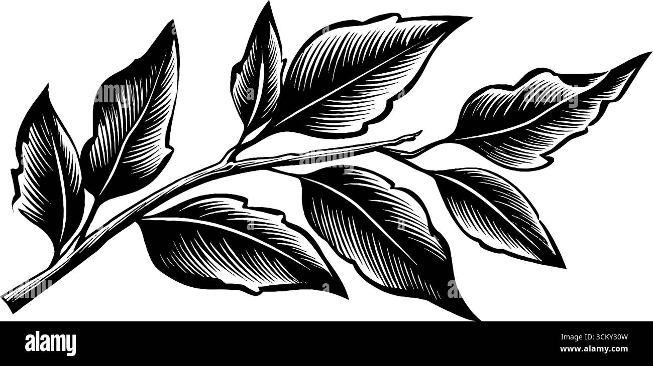Ramo in foglia di alloro bianco e nero con bordi testurizzati per un design botanico. Illustrazione Vettoriale