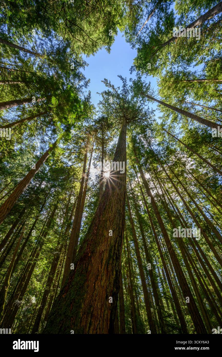 Big Trees Recreation Site, Sunshine Coast, British Columbia, Canada. Foto Stock