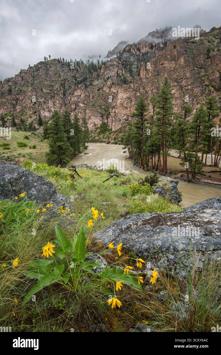Middle Fork of the Salmon River, Frank Church River of no Return Wilderness, Idaho. Foto Stock