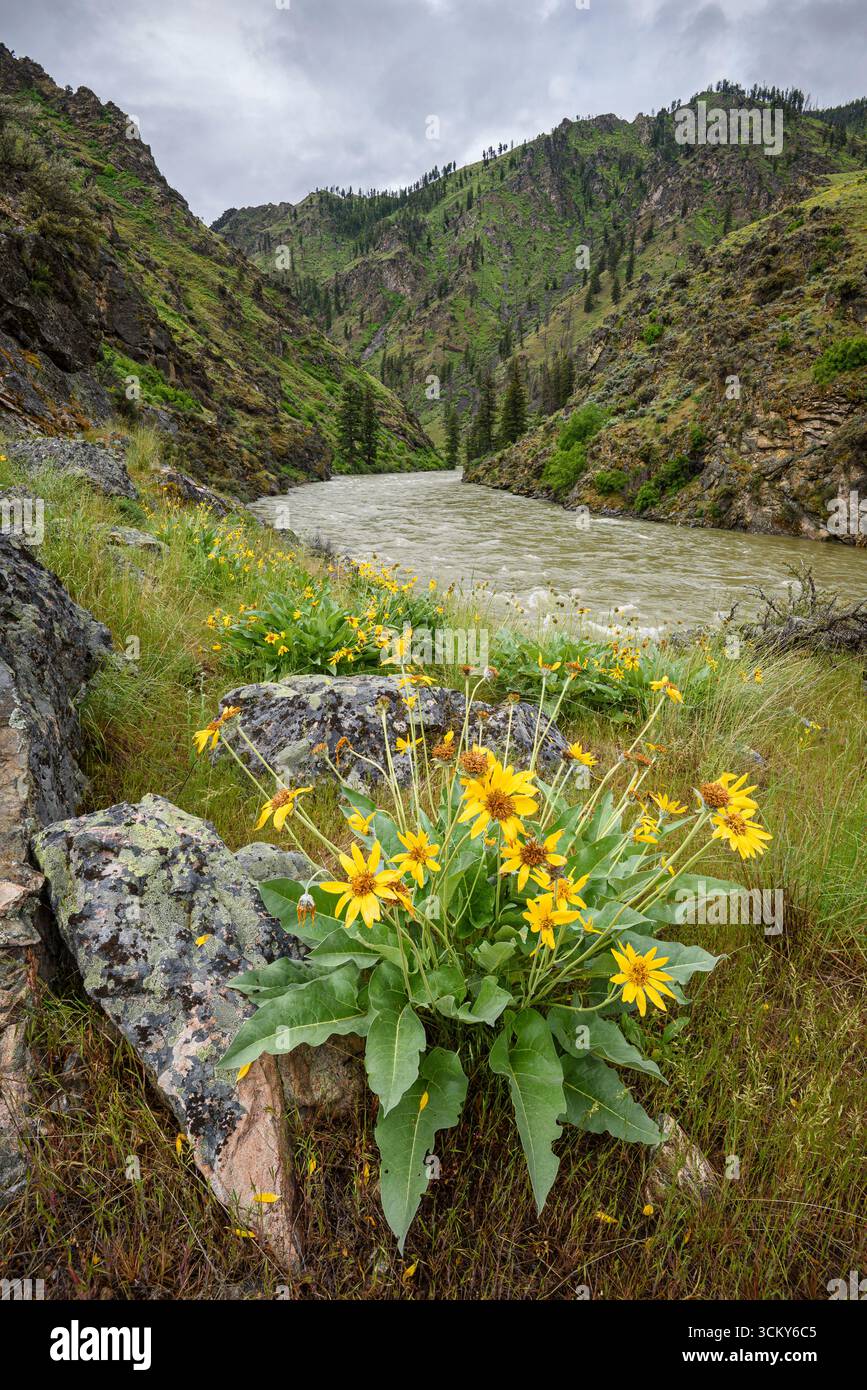 Fiori selvatici sul Middle Fork Salmon River in Idaho Foto Stock