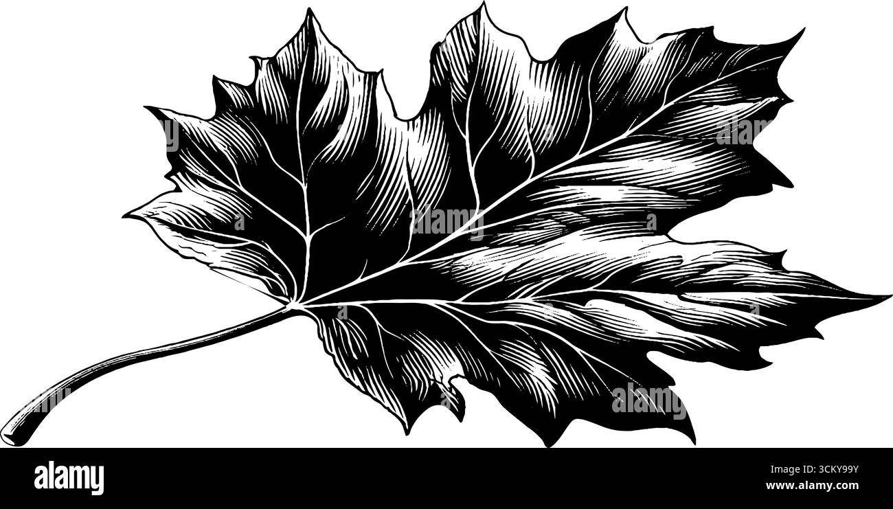 Foglie autunnali cadute in bianco e nero con bordi arricciati per l'arte della natura. Illustrazione Vettoriale