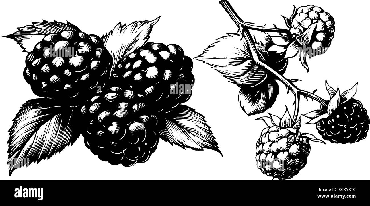 Illustrazione delle more d'annata con grappolo e frutta singola. Illustrazione Vettoriale