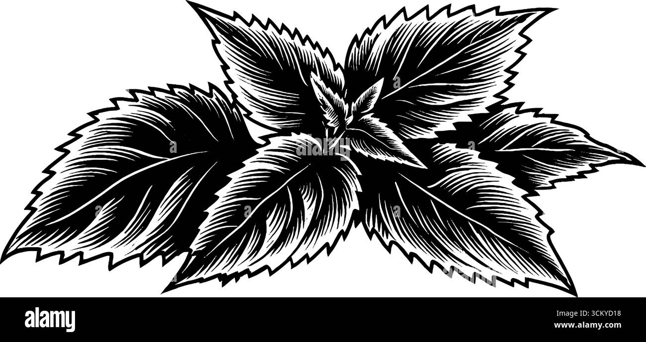 Intricate foglie di ortica bianche e nere con bordi frastagliati per un design perfetto. Illustrazione Vettoriale