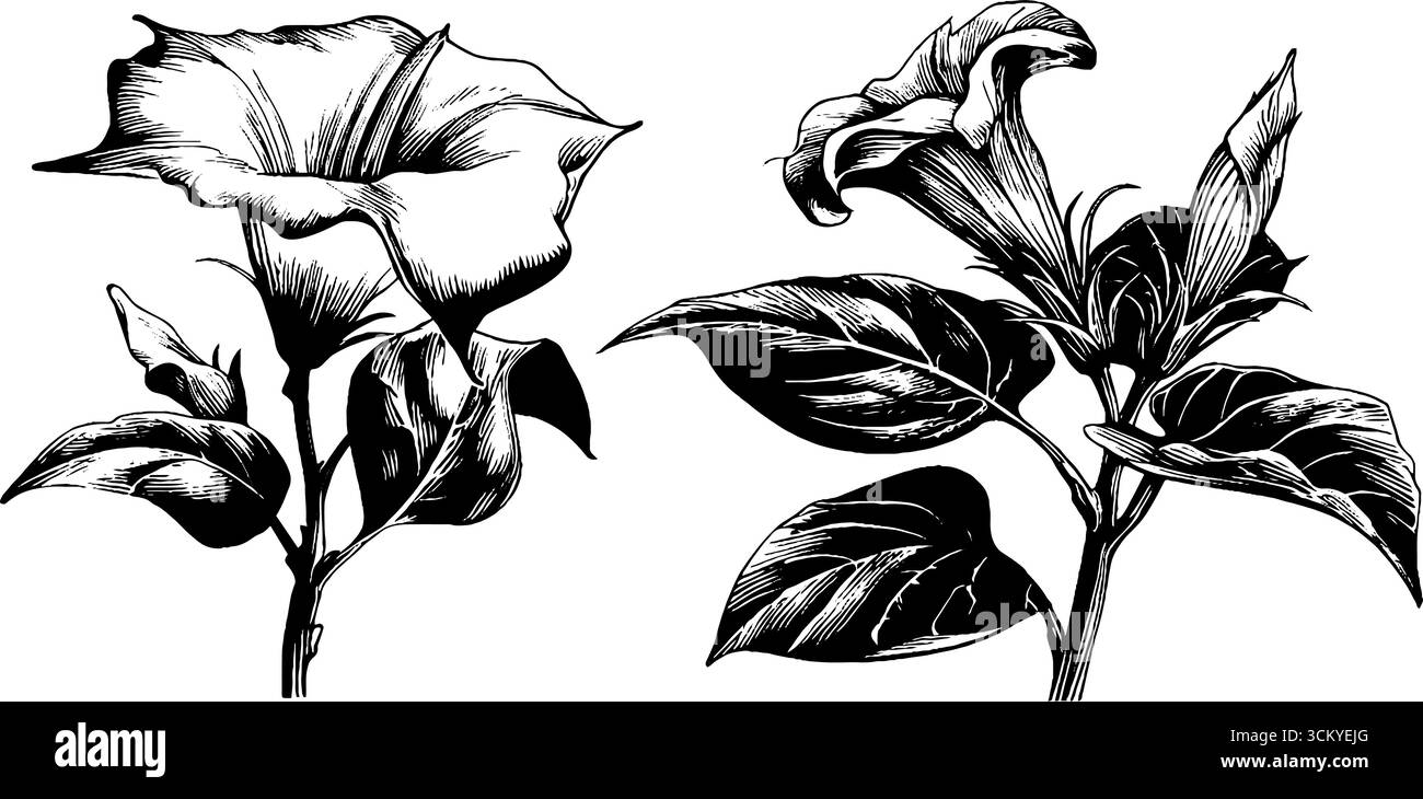 Elegante arte botanica dei fiori datura con bordi ricurvi e steli appuntiti per un design floreale. Illustrazione Vettoriale