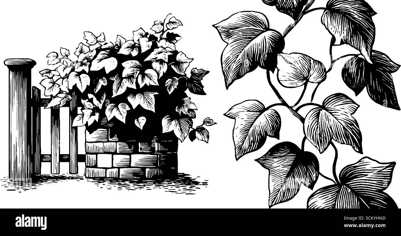 Incantevoli angoli di vite edera e bordi del cancello del giardino per progetti di design. Illustrazione Vettoriale