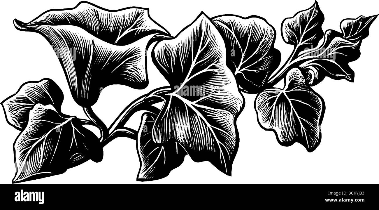 Foglie d'edera che salgono verso l'alto in stile boscato bianco e nero per temi naturalistici. Illustrazione Vettoriale