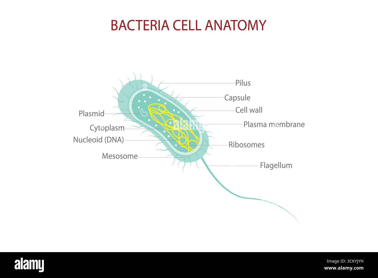 Diagramma di anatomia delle cellule batteriche con parti etichettate, tra cui Nucleoide, ribosomi, flagello e membrana al plasma. Illustrazione Vettoriale
